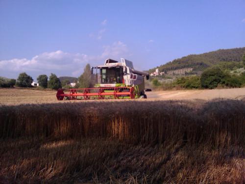 FLOTTA Lavori-agricoliIMAG0205-1-768x576