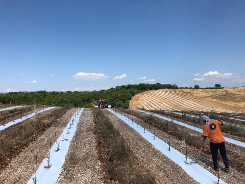 IMPIANTI Massaccesi farming lavoriagricoli4-min